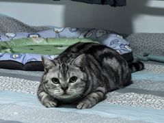 -纳吉亚猫专科动物诊疗中心(蒋宅口分院)