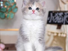 -小猫来了·猫舍(红山六九七九店)