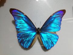 -上海昆虫博物馆