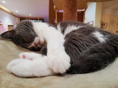 -滚猫咖啡·猫咖·猫友好撸猫(未来城店)