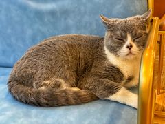 -遇见羊驼·奶狗咖·布偶猫咖·法斗柯基柴犬阿拉斯加(春熙路太古里IFS店)