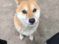 -柴犬高等学院·狗咖·柴犬售卖·宠物训练