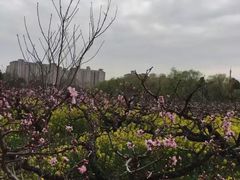 -南汇桃花村