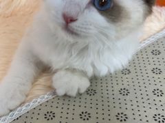 -lincat·猫舍(广州店)