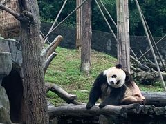 -都江堰中华大熊猫苑