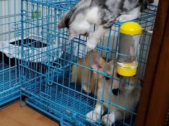 -翊宠yipet猫狗购宠庄园犬舍•猫舍