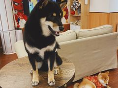 -豆柴町-柴犬主题狗咖(红鼎国际C座店)