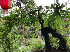 -青城甲(青城山店)