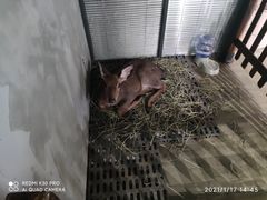 -浣熊柯尔鸭土拨鼠·电玩咖