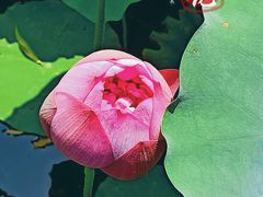 -莲花池公园