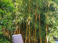 -十八棵（老龙井）御茶园(老龙井店)