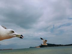 -海驴岛(荣成市)