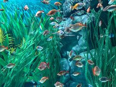 -上海海洋水族馆