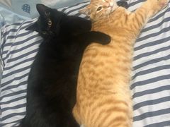 -飞行喵MR PILOT|猫舍·猫咖(静安大融城店)