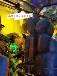 -恐龙探索乐园(磁器口店)