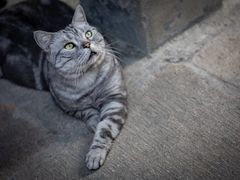 -龙华寺