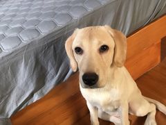 -翊宠yipet猫狗购宠庄园犬舍•猫舍