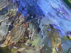 -海月湾海景餐厅( 嵊泗本地老字号店)