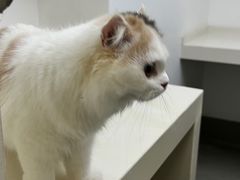 -关爱宠物医院·猫科中心·消化科(滨湖万达分院)