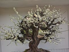 -香雪海