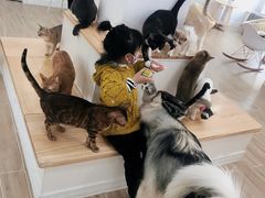 -李小姐の猫咖啡馆(五角场店)