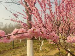 -永定河休闲森林公园