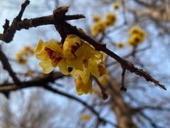 -清华大学-观畴园餐厅