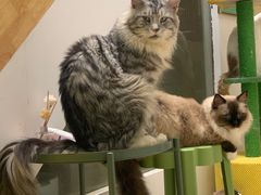 -猫在这儿猫咪咖啡馆·撸猫馆