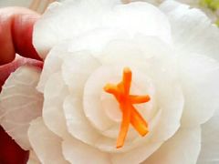 -天鹅到家·保姆月嫂育儿嫂(天河店)