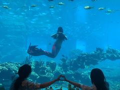 -海棠湾洲际-涛·海底餐厅·美人鱼·自助餐·海底隧道