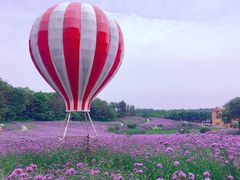 -大塘金香草谷