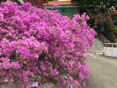 -深圳仙湖植物园-停车场