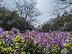 -上海滨江森林公园