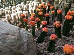 -南山植物园