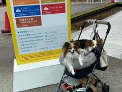 -金泽21世纪美术馆