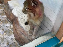 -海合安成都极地海洋公园