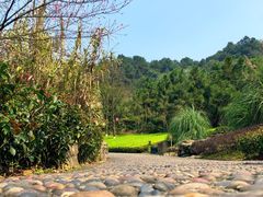 -铁山坪森林公园