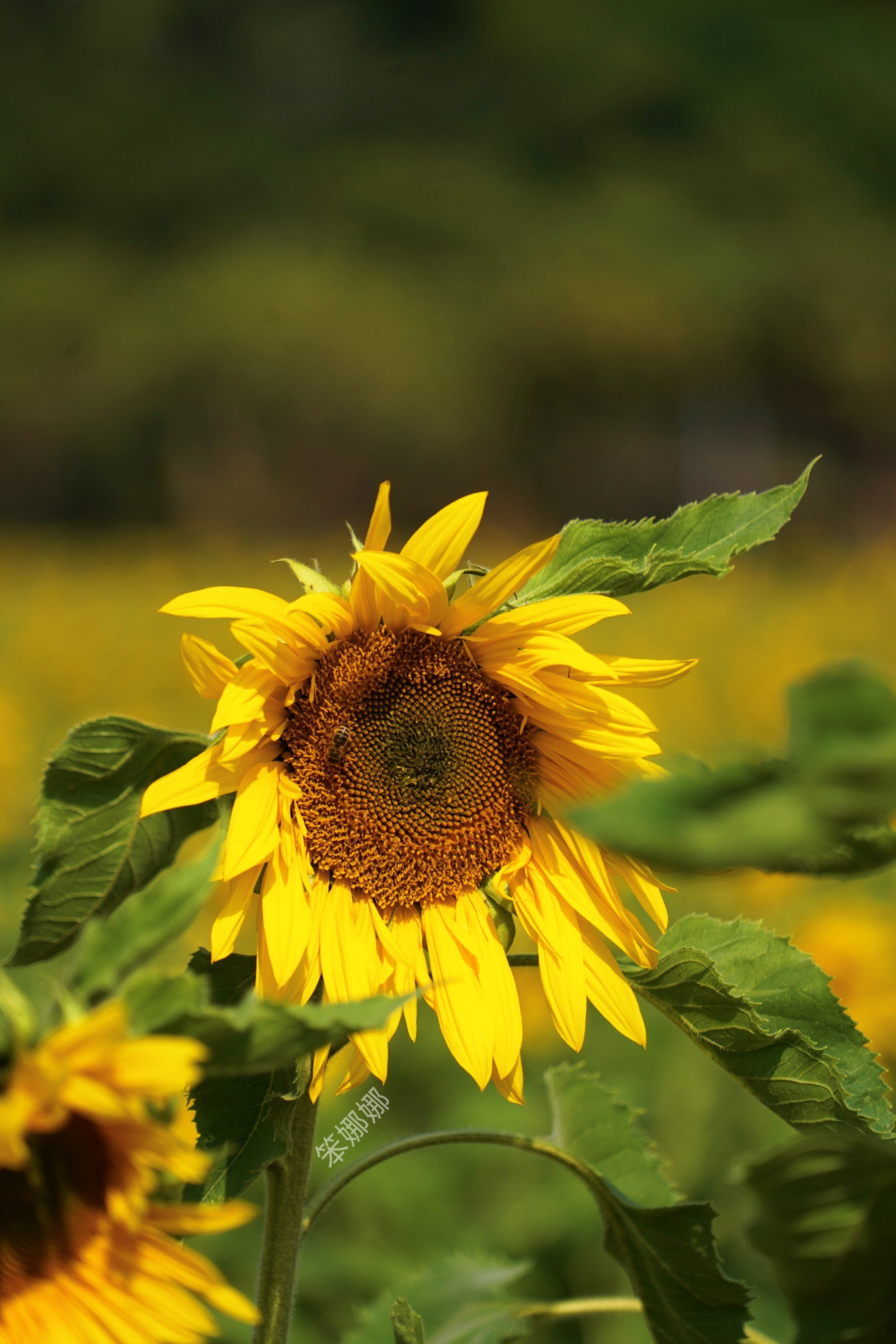 深圳向日葵还剩几天🌻