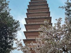 -洛阳白马寺