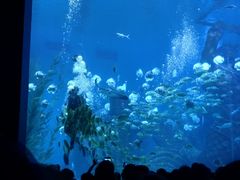 -哈尔滨波塞冬海底世界