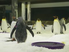 -悉尼海洋生物水族馆