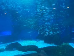 -海合安成都极地海洋公园