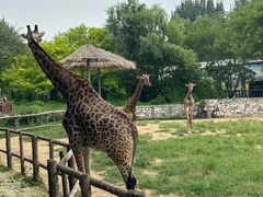 -北京野生动物园