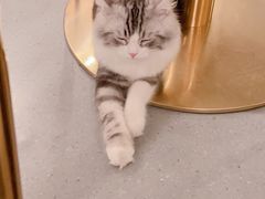 -飞行喵MR PILOT|猫舍·猫咖(静安大融城店)