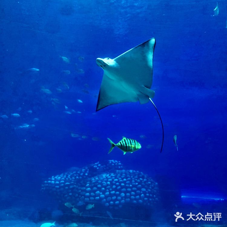 珠海长隆海洋王国 | 鲸鲨馆💯拍照攻略