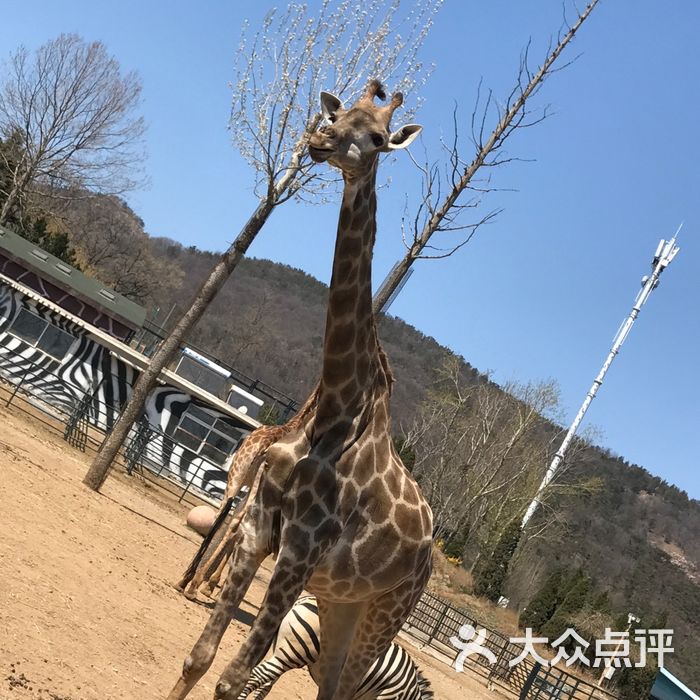 大連森林動物園