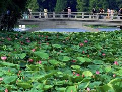-羊山湖公园