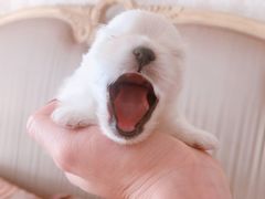 -康旭宠物医院(郑州总院)