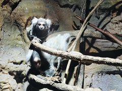 -贵州森林野生动物园