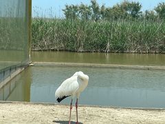 -盐城丹顶鹤湿地生态旅游区
